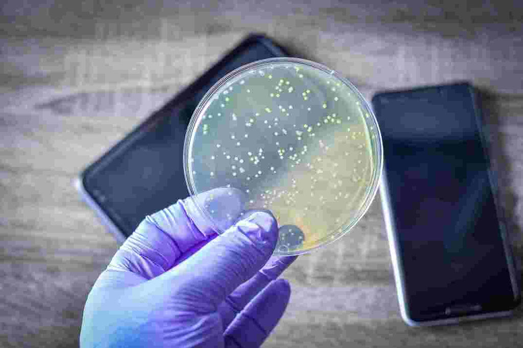 The Dirty Cell Phone: 25,127 Bacteria Lurking in Your Pocket